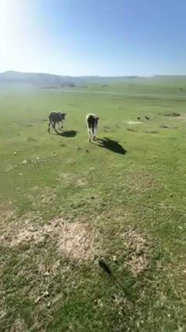 The video shows a sunny day in a green field. There are at least two cows in the field. One is brown and tethered, and another is black and white.  There are also some chickens in the distance.  There are hills in the background and a bright, clear blue sky. The camera seems to be moving slowly.
