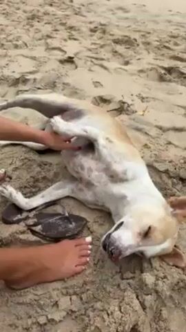 The video shows a person touching the stomach of a dog lying on its back on a sandy beach. The dog is light brown and white, and appears relaxed with its eyes closed. The person has white nail polish and is barefoot. A pair of flip-flops lies nearby on the sand.
