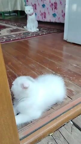 A white kitten with a fluffy tail approaches a white adult cat. The adult cat is wearing a red collar and is sitting on a patterned rug. The kitten then jumps onto the adult cat's back. The scene takes place indoors on a wooden floor.