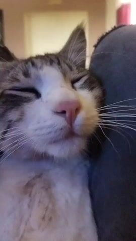 The video is a close-up, eye-level shot of a tabby cat's face. The cat's eyes are closed, and its head is resting on a dark gray surface, possibly a couch or pillow. The cat's fur is white and gray tabby patterned, with a pink nose. The background is out of focus, showing what appears to be a wall and a doorway. The lighting is dim, suggesting it may be indoors or evening. The overall impression is of a relaxed and sleepy cat.
