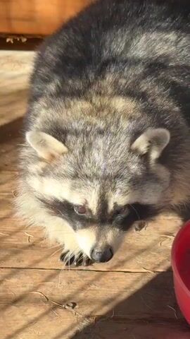 The video shows a raccoon. The raccoon is viewed from above, and then the camera moves closer to the raccoon's face. The raccoon has dark fur with lighter gray and white markings. It has dark circles around its eyes, giving it a masked appearance. The raccoon is on a wooden surface. In the second part of the video, the raccoon is behind a green metal cage. The camera is very close to the raccoon's face, and it appears to be looking directly at the camera. The raccoon's whiskers are visible. The lighting suggests it is daytime.