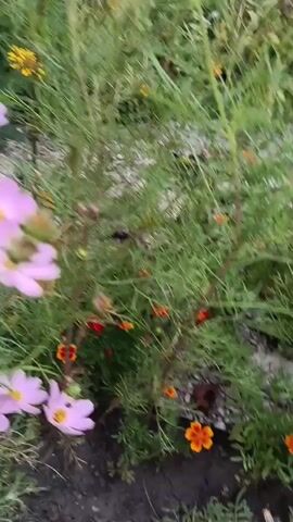 The video shows a close-up view of marigolds in a garden. The camera pans across the flowers, focusing on their orange and yellow petals. The flowers are surrounded by green leaves and stems. Some of the flowers are in full bloom, while others are still buds. The lighting suggests it is daytime.