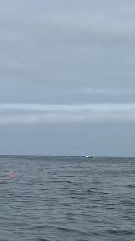 The video shows a wide shot of the ocean under a cloudy sky. In the foreground, the dark blue water has gentle waves. Two buoys are visible in the water, one red and one white. In the midground, a small white boat is visible in the distance, surrounded by a large flock of white birds. Several birds are also flying in the sky, one of which is closer to the camera and clearly visible. The overall impression is a natural, outdoor scene at sea.