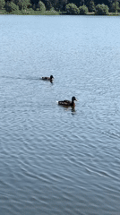 Ducks, coots, and calm water at a Minsk park lake