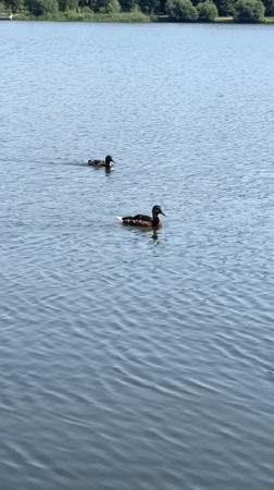 Ducks, coots, and calm water at a Minsk park lake