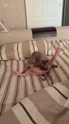 Morning domestic scenes: man, Sphynx cat in Izhevsk home