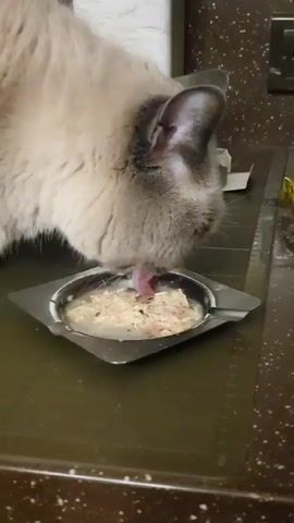 A close-up video shows a fluffy, light-colored cat with gray markings around its ears and face eating from a small, square metal dish. The cat's head is down, and its tongue is visible as it laps up the food, which appears to be wet cat food with a shredded texture. The dish is on a dark, speckled countertop. In the background, there is a white textured wall, and to the right, a portion of what looks like a dark kitchen cabinet or appliance. A small white cardboard box or packaging is also visible in the background, behind the cat's head. The lighting suggests it's indoors, likely during the day, but no specific time or weather conditions can be determined. The cat appears focused on its meal. No text is visible in the video. The setting appears to be a domestic kitchen environment.
