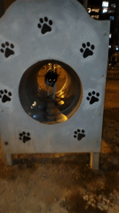 Dog plays through decorated tunnel at Lima park
