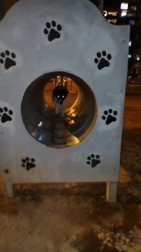 Dog plays through decorated tunnel at Lima park