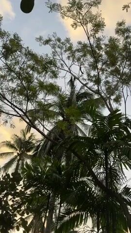 The video shows a low-angle shot looking up through trees. In the foreground, there are lush green palm fronds. In the middle ground, the top of a coconut tree is visible. In the background, a light-colored sky is visible through the branches of a deciduous tree. A small, dark animal, possibly a monkey or squirrel, is seen climbing and leaping through the branches of the deciduous tree. The animal is dark in color and appears to be agile. The overall impression is one of a natural, outdoor environment.