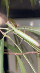 Praying mantis up close in a Berlin garden