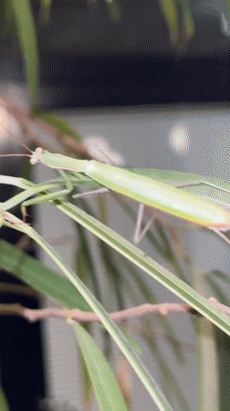 Praying mantis up close in a Berlin garden