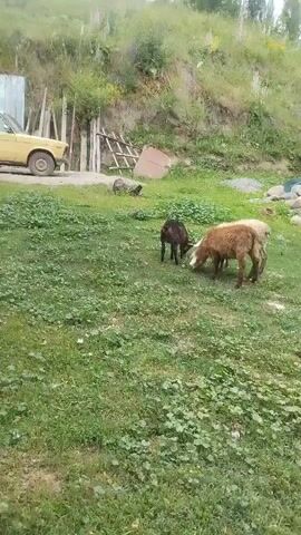 The video shows a small flock of sheep grazing in a grassy, hilly area. Three sheep are in the foreground: one dark brown, one light brown, and one off-white. They are close together, appearing to eat from the ground. In the background, there is a rustic wooden structure and a pile of rocks. The terrain is uneven and covered in vegetation, with a slope rising behind the sheep.