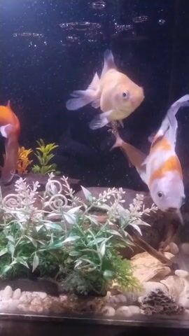 A medium shot captures an aquarium with several goldfish swimming. The foreground is dominated by artificial green and white plants with swirling white accents. The background is dark, with tiny bubbles visible on the surface. Three goldfish are clearly visible: one larger, pale orange fish is swimming in the upper left quadrant. Another, a white fish with orange markings on its head and tail, is swimming towards the right in the mid-ground, facing the camera. A third, mostly orange fish, is partially visible on the far left. The substrate of the tank consists of small white pebbles and some larger rocks.