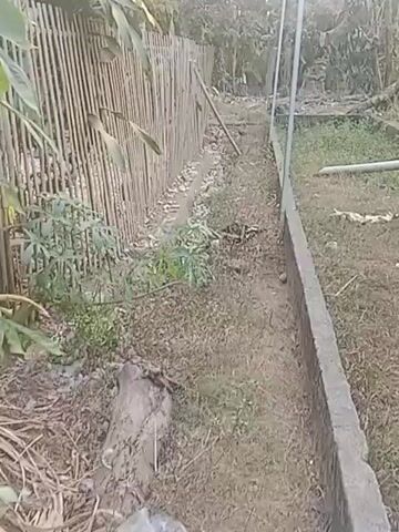 The video shows an outdoor scene with a focus on a partially constructed building or foundation. The area appears to be overgrown with grass and debris. A wooden fence made of vertical planks is visible on the left side of the frame. A concrete foundation, forming the outline of rooms or sections of a building, is present in the foreground and extends into the background. Scattered debris, including branches and possibly construction materials, is visible within and around the foundation. The background consists of vegetation, trees, and what appears to be houses in the distance. The overall impression is of an unfinished or abandoned construction site in a rural or semi-rural environment. The lighting suggests it is daytime, possibly late afternoon or early morning due to the soft light. There are no people visible in the video. The camera appears to be handheld and is moving, giving a somewhat shaky perspective.