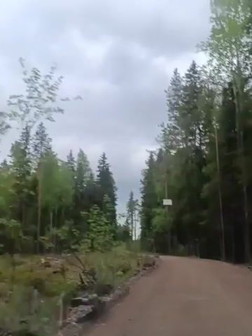 The video shows a dirt road winding through a forest on a cloudy day. Tall green trees line both sides of the road, and there are some smaller plants and cut logs visible on the left side. The camera appears to be moving forward along the road, possibly mounted on a vehicle.