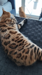 Morning cat activities documented across Dubai residences