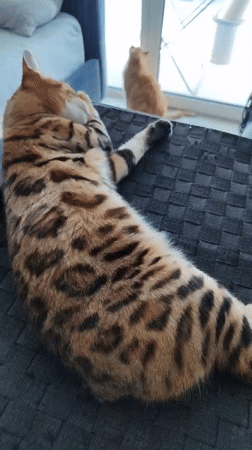 Morning cat activities documented across Dubai residences