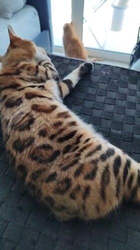 Morning cat activities documented across Dubai residences