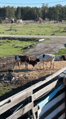 Young cattle play-fight in rural Russian field