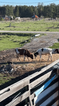 Young cattle play-fight in rural Russian field