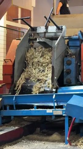 Inside a factory-like space, a large, industrial machine processes shredded plant material. The machine has a gray metal hopper filled with the material, which is being fed onto a blue conveyor belt. Parts of the machine are painted orange and blue. A man stands on an elevated platform behind the machine, observing the process. The environment appears industrial, with metal grating, visible support beams, and concrete flooring. The lighting is somewhat dim.