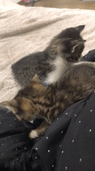 Two kittens rest on blankets in Smolyan, Bulgaria
