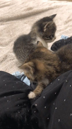 Two kittens rest on blankets in Smolyan, Bulgaria