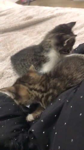 Two kittens rest on blankets in Smolyan, Bulgaria