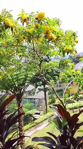 The video shows a lush green outdoor scene with a large tree covered in bright yellow flowers dominating the foreground. In the background, there's a semi-circular structure with blue walls, possibly an amphitheater or a garden area with tiered seating. There are also other trees and plants visible, as well as some structures that appear to be covered walkways or small buildings. The sky is bright and appears to be daytime, suggesting pleasant weather. The overall impression is a serene and natural environment, possibly a park or botanical garden.