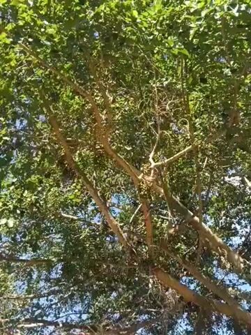 The video pans up through the branches of a large tree with green leaves. The branches are thick and woody, with some aerial roots hanging down. The sky is visible through the leaves and branches, and it appears to be a clear day. The camera movement is slow and steady, focusing on the details of the tree. The video is shot from a low angle, looking up into the canopy.