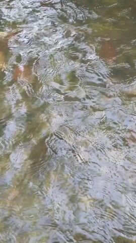 The video shows an overhead view of shallow, clear water flowing over a rocky riverbed. The water is disturbed, creating ripples and reflections on the surface. The rocks are varied in color and size, with some appearing smooth and rounded, while others are more irregular. The overall impression is one of a natural, undisturbed environment.