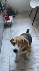 Two dogs bark in Krasnoyarsk kitchen during early morning hours