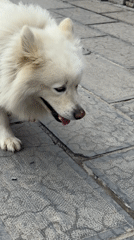 Tourist moments captured at Zhangjiajie mountain destination with dog, flowers