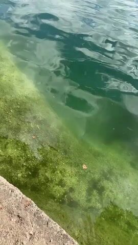 The video shows a close-up view of the edge of a body of water. The water is green and appears to have algae or plant growth near the bottom. The shore is made of concrete or stone. The water is slightly rippled, suggesting a gentle breeze.