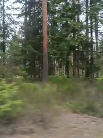 The video shows a view from a moving vehicle, likely a car, traveling along a dirt path through a dense forest. The camera is positioned at about eye-level, capturing the trees and undergrowth passing by in a blur. The forest consists of tall, slender trees and lush green vegetation at ground level. The trees appear to be a mix of deciduous and evergreen, with varying shades of green in their foliage. The undergrowth is dense, with ferns and other low-lying plants covering the forest floor. The dirt path is narrow and uneven, suggesting it is a less-traveled road. The weather appears overcast or cloudy, creating a muted, diffused light. The speed of the vehicle is moderate, allowing for a relatively clear view of the forest scenery.