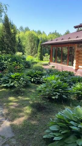 This video captures a serene outdoor scene in Levkovo, Russia, on a bright, sunny day. The camera pans across a lush, well-maintained garden surrounding a rustic wooden house with a brown roof and large glass windows. The garden is abundant with large-leafed plants, likely hostas, which form dense green mounds. Interspersed among them are smaller flowering plants with hints of pink. Tall, evergreen trees and slender birch trees create a natural backdrop, with a dense forest visible in the distance. A stone pathway winds through the garden, shaded by the trees, suggesting a peaceful walking area. Further along the path, a barbecue grill is visible, hinting at outdoor leisure activities. The clear blue sky and vibrant greenery indicate pleasant weather. The overall impression is one of tranquility and a well-loved, natural outdoor space. There is no visible text in the video.