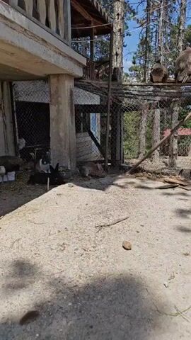 This video captures an outdoor animal enclosure on a sunny day. The foreground consists of a concrete ground surface with distinct shadows, indicating bright daylight. A chain-link fence divides the immediate foreground from the background.

To the left, a concrete pillar, possibly part of a building's foundation, is visible. Beneath it, a dark-furred rabbit is partially seen, resting. Central to the frame, a gray-brown rabbit with alert ears is settled on a patch of hay or dry grass, close to the fence. It occasionally twitches its nose and ears.

Behind the fence, there's a rustic wooden structure and beyond that, several tall, slender trees, suggesting a natural or wooded area. In the upper right portion of the frame, several large, dark-feathered birds, possibly vultures or eagles, are perched on an elevated structure, further behind the main fence line.

The scene depicts a quiet, rural setting, likely a farm or animal sanctuary. No human activity or discernible text is visible. The weather appears clear and bright.