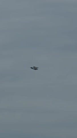The video opens with a large bird, possibly an osprey or similar raptor, flying across a cloudy sky. The scene then expands to reveal a vast natural landscape. The bird continues its flight, soaring over a valley filled with lush green trees, with distant mountains or hills visible on the horizon. A river or body of water runs through the valley. The bird lands briefly on a rugged, sandy cliff edge, which appears to be a bank overlooking the river. After a short pause, the bird takes off again, flying gracefully over the tree canopy and the river below. The video concludes with the bird in flight against the backdrop of the verdant landscape and the river. The time of day appears to be daytime, with a somewhat overcast sky. The location is Meore Kesalo, Georgia.