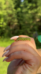 Lazy summer afternoon in Votkinsk: dogs, flowers, and caterpillars