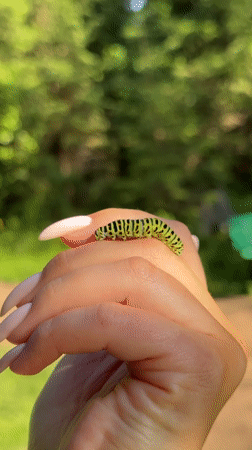 Lazy summer afternoon in Votkinsk: dogs, flowers, and caterpillars
