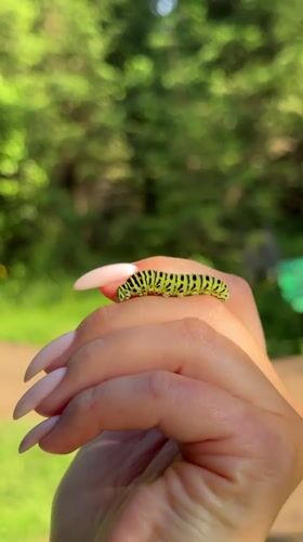 Lazy summer afternoon in Votkinsk: dogs, flowers, and caterpillars