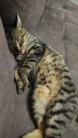 A tabby cat is sleeping on a brown couch. A person's hand gently pets the cat's head and neck. The cat appears to be relaxed. The lighting is dim.