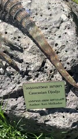 A close-up shot focuses on the textured tail and hind leg of a reptile, possibly a lizard, resting on a rough, dark grey rock. The tail displays a pattern of green, brown, and yellow scales. Next to the reptile, a rectangular plaque is attached to the rock. The plaque has text in a foreign language and English, reading "Caucasian Djodjo" and "Author: Keti Melkadze". The rock is situated outdoors on a patch of green grass with smaller round rocks scattered around it. In the background, there's a lighter colored, textured surface and shadows suggesting trees overhead. Chains are visible in the foreground, suggesting a barrier or enclosure. The camera then pans out to reveal the full scene: the reptile on the rock, surrounded by grass and smaller rocks, with the barrier chains continuing to frame the area.