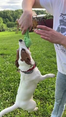 A woman is playing with her dog in a grassy yard. The dog, a Jack Russell Terrier, is white with brown markings on its head and tail. It is jumping up to grab a green, bumpy toy held by the woman. The woman is wearing a white t-shirt with a graphic print and light-wash jeans. She is smiling and appears to be enjoying the interaction.

The setting is an outdoor yard with green grass and small white wildflowers. In the background, there is a wooden playground structure with a slide, a red fence, and trees. The sky is cloudy, suggesting it might be late afternoon or early evening. The overall atmosphere is playful and relaxed.

The visible text on the woman's t-shirt is partially obscured, but appears to be in English and includes the words "MAKE FRIENDS".

The timestamp indicates this video is from Blagoveshchenskoe, Russia.