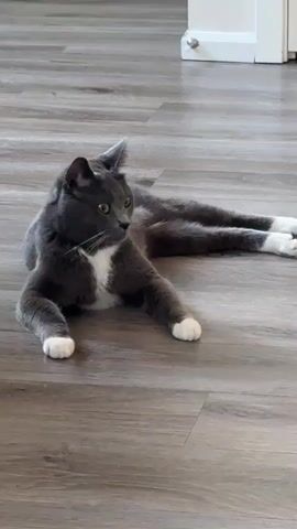 This media file features a close-up shot of a grey and white domestic cat. The cat is lying on a wooden floor, with its front paws extended. Its fur is dark grey with a white chest and white paws. The cat has striking green eyes and is looking slightly to the left of the camera. The background is a light brown wooden floor with visible planks and subtle texture. The lighting suggests an indoor environment, possibly during the daytime, as there is soft, even illumination. No text is visible in the media file. The overall mood is calm and relaxed, as the cat appears comfortable and at ease in its setting. The location is identified as Fife, United States of America, which provides a general geographical context for the image.