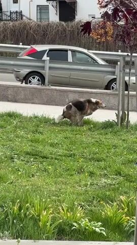 The video shows a medium-sized, stray dog with a mixed coat of white, black, brown, and tan squatting in a grassy area next to a sidewalk. The dog is defecating on the grass. Yellow dandelions are scattered throughout the green grass. Behind the dog, there is a gray concrete sidewalk and a metal guardrail. In the background, a building with a barred window and some leafless bushes can be seen. The day appears bright and sunny.