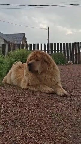 A fluffy, light brown dog lies on a reddish-brown gravel surface. The dog is facing left with its head turned towards the camera. Its mouth is slightly open, and it appears to be yawning. In the background, a wooden fence runs horizontally across the frame. Beyond the fence, there is green foliage and a building with a gray roof. The sky is overcast.