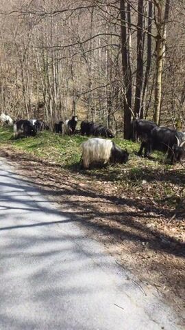 The video shows a herd of goats grazing near a road. The goats are black and white and have long hair. They are spread out in a grassy area next to a grey road that runs along a bare forest in a sunlit day. Some of the goats are lying down, while others are standing and eating grass. A few goats walk across the road. The trees are bare and the sky is not visible.