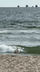 Morning beach scenes with seagull, jogger captured in Varna